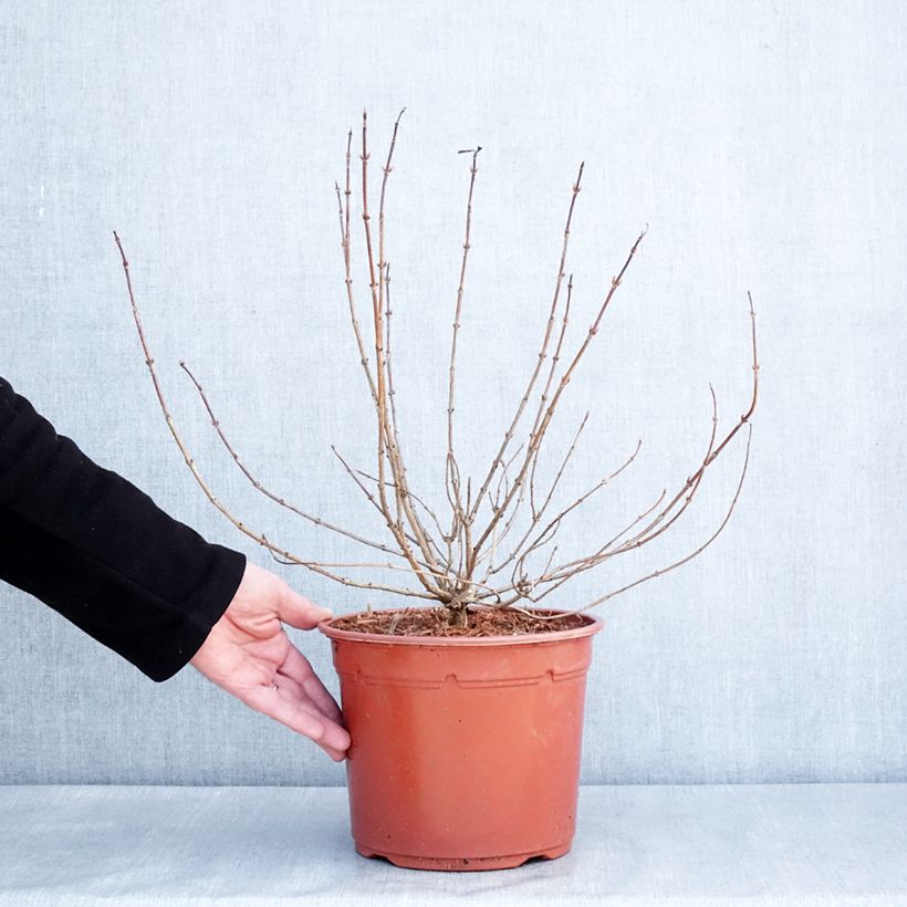 Exemplar von Weigela Briant Rubidor Olympiade Topf mit 4L/5L wie im Winter geliefert