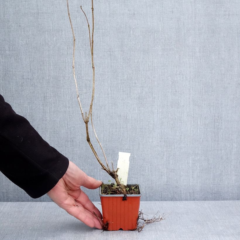 Exemplar von Weigela Candida Kleine Töpfe von 8/9 cm wie im Winter geliefert