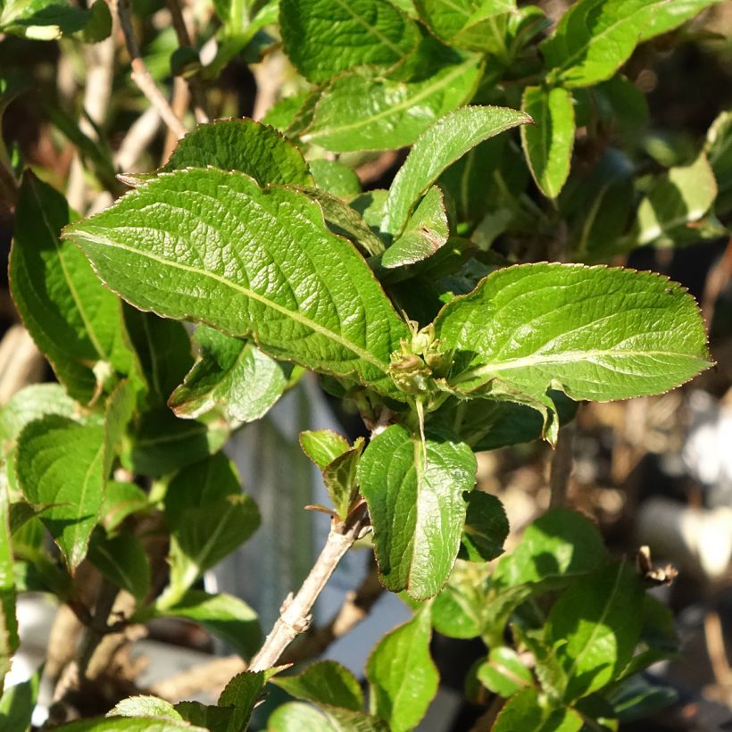 Weigela Colourtwist Sunny Side Up (Laub)