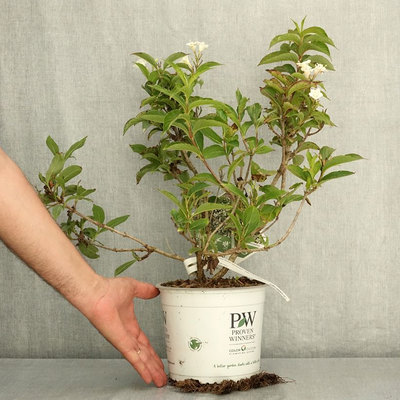 Exemplar von Weigela Colourtwist Sunny Side Up Pot de 3L/4L wie im Sommer geliefert