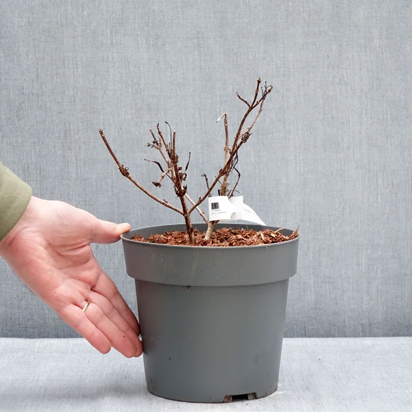 Exemplar von Weigela Electric Love Topf mit 2L/3L wie im Winter geliefert