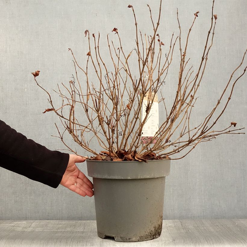 Example of Weigela Alexandra Topf mit 4L/5L as you get in automne