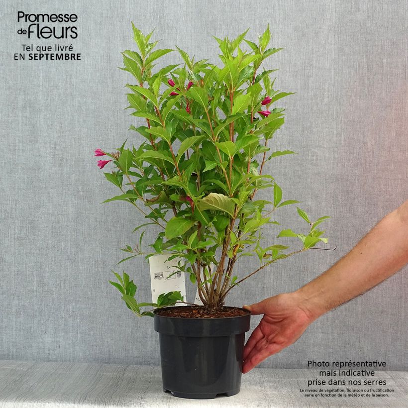 Exemplar von Weigela florida Big Love Topf mit 3L/4L wie im Sommer geliefert
