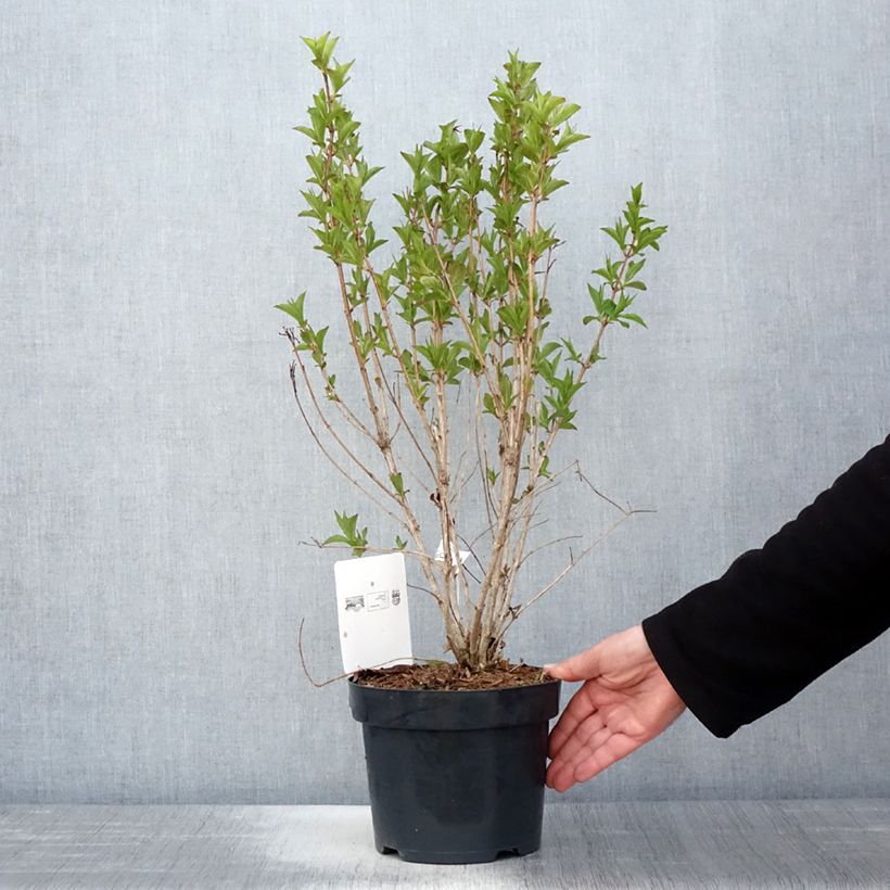 Exemplar von Weigela florida Big Love Topf mit 3L/4L wie im Frühjahr geliefert