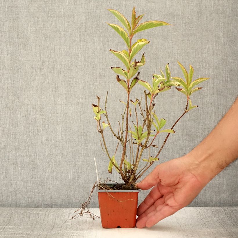 Example of Weigela florida Brigela Kleine Töpfe von 8/9 cm as you get in ete