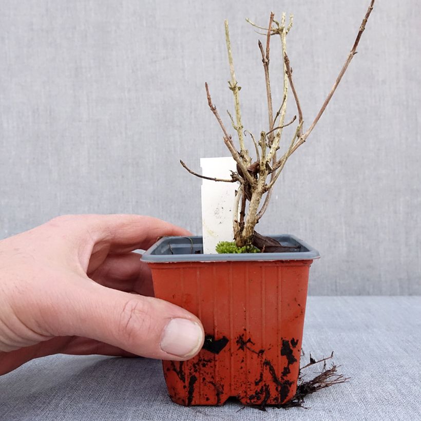 Exemplar von Weigela florida Brigela Kleine Töpfe von 8/9 cm wie im Winter geliefert