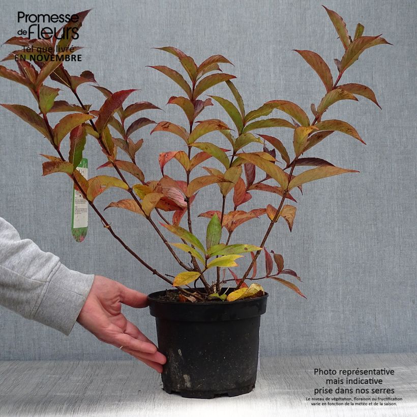 Example of Weigela Bristol Ruby Topf mit 2L/3L as you get in automne