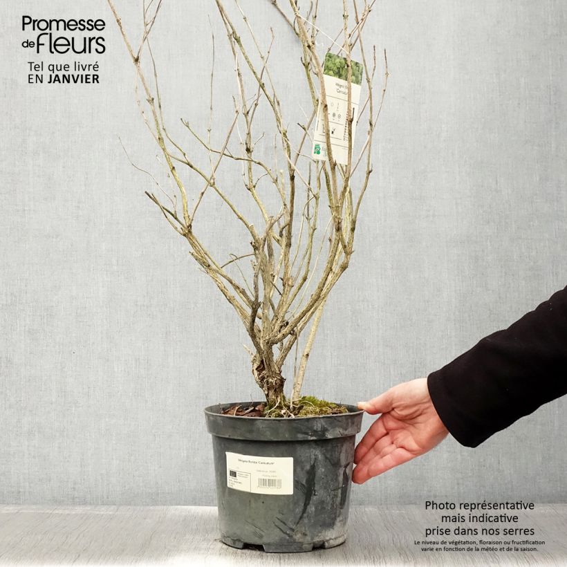 Exemplar von Weigela florida Caricature Topf mit 4L/5L wie im Winter geliefert