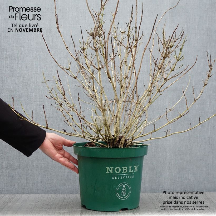 Example of Weigela Ebony and Ivory Topf mit 7,5L/10L as you get in automne