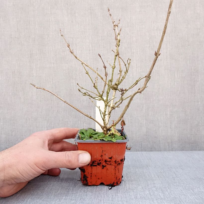 Exemplar von Weigela florida Foliis Purpureis Kleine Töpfe von 8/9 cm wie im Winter geliefert