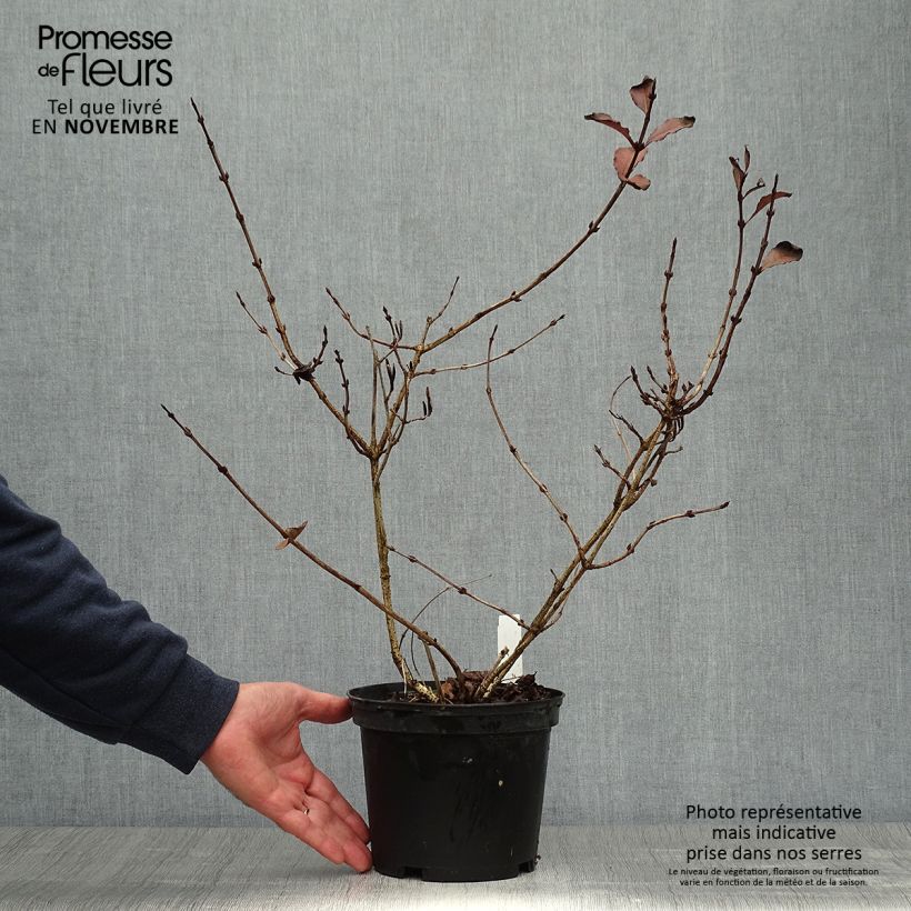 Example of Weigela florida Foliis Purpureis Topf mit 2L/3L as you get in automne