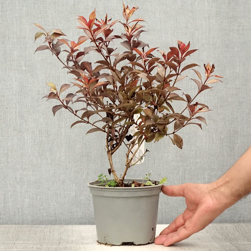 Exemplar von Weigela florida Foliis Purpureis Topf mit 2L/3L wie im Sommer geliefert