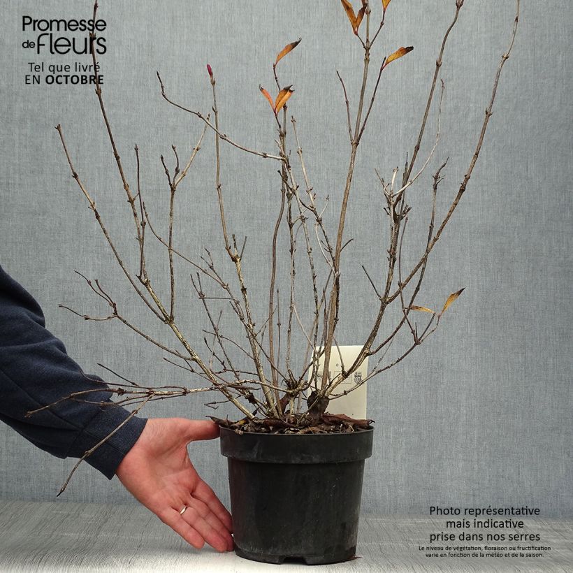 Example of Weigela florida Korea Topf mit 2L/3L as you get in automne