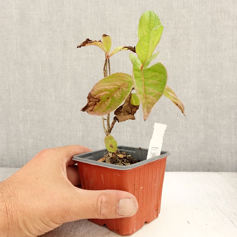 Example of Weigela Lime Monster Kleine Töpfe von 8/9 cm as you get in ete