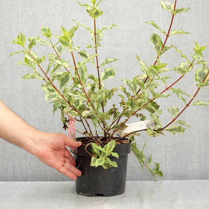 Exemplar von Weigela florida Magical Rainbow Topf mit 3L/4L wie im Sommer geliefert