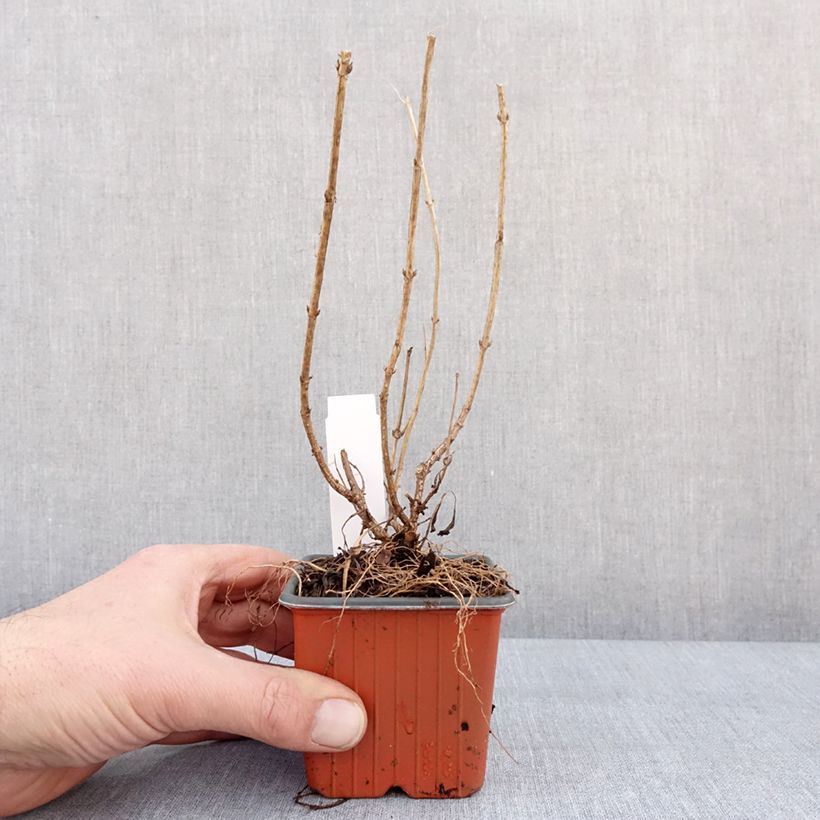 Example of Weigela Minor Black Kleine Töpfe von 8/9 cm as you get in hiver