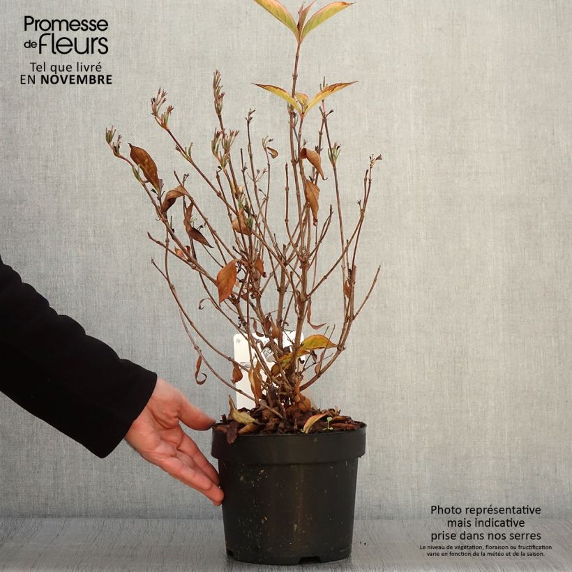 Example of Weigela florida Brigela Topf mit 2L/3L as you get in automne