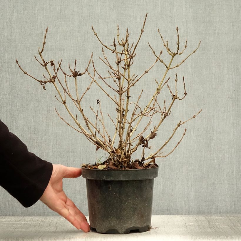 Example of Weigela florida Nana Purpurea Topf mit 3L/4L as you get in automne