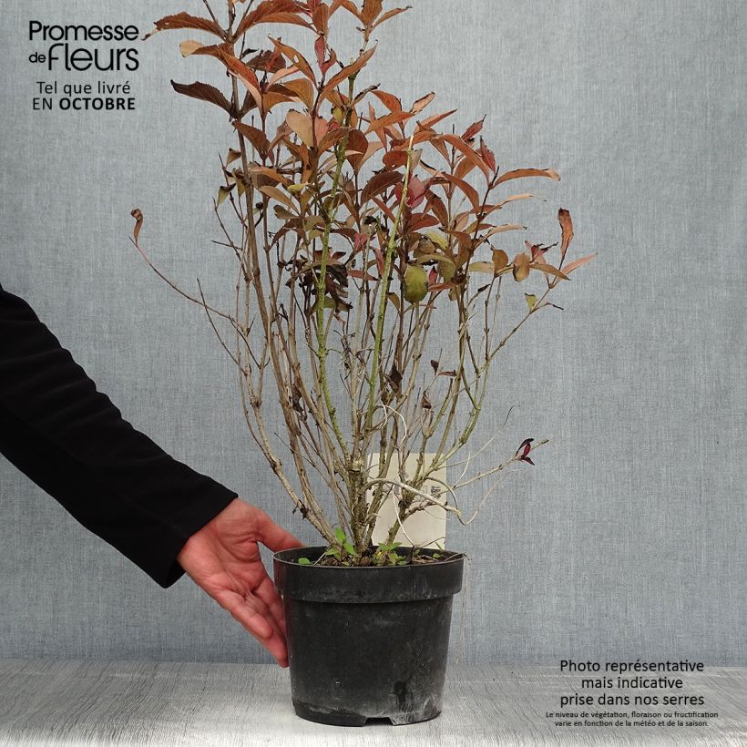 Example of Weigela florida Naomi Campbell Topf mit 2L/3L as you get in automne