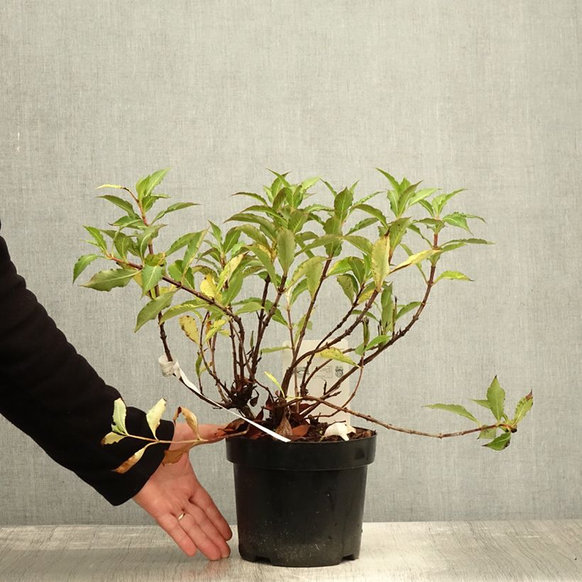 Example of Weigela florida Pink Poppet Topf mit 3L/4L as you get in automne