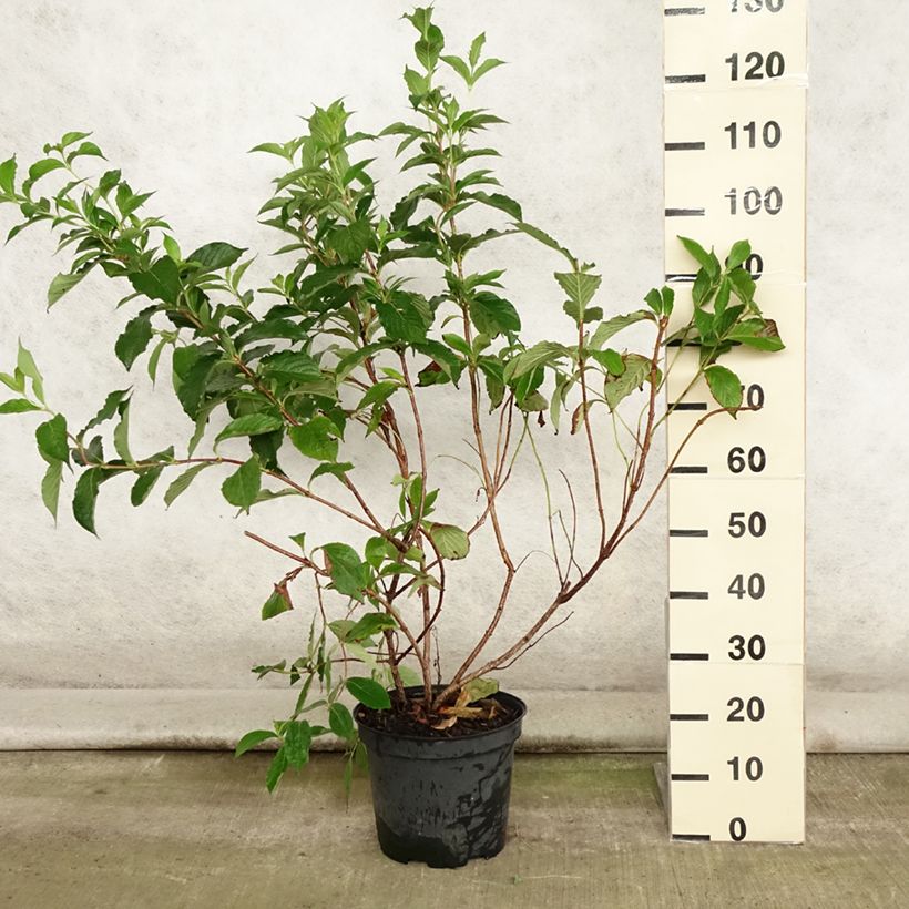 Example of Weigela florida Rosea Topf mit 7,5L/10L as you get in ete