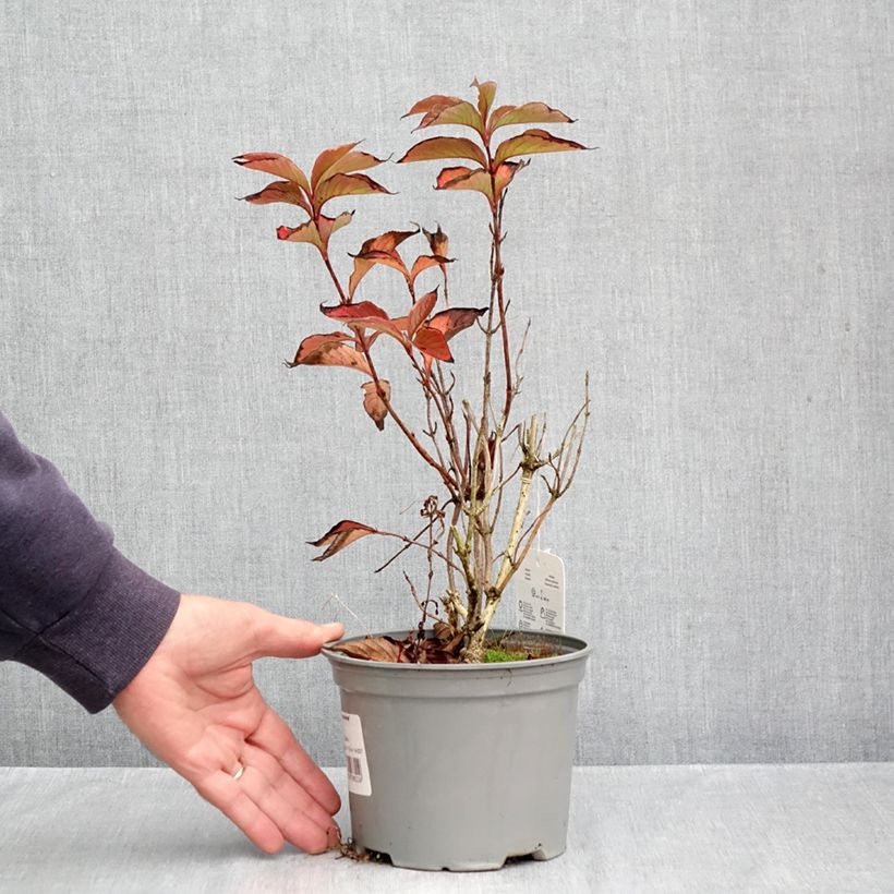 Exemplar von Weigela florida Suzanne - Weigela (x) florida Splendid - Weigelie Topf mit 2L/3L wie im Herbst geliefert