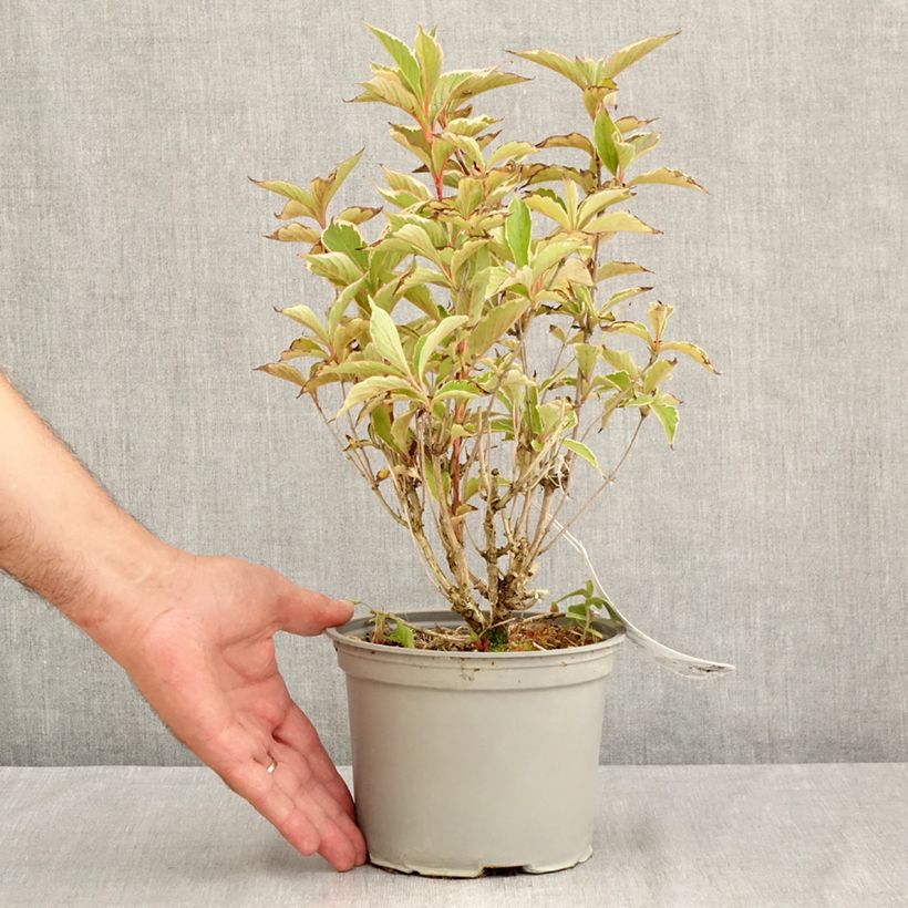 Example of Weigela florida Suzanne - Weigela (x) florida Splendid - Weigelie Topf mit 2L/3L as you get in ete