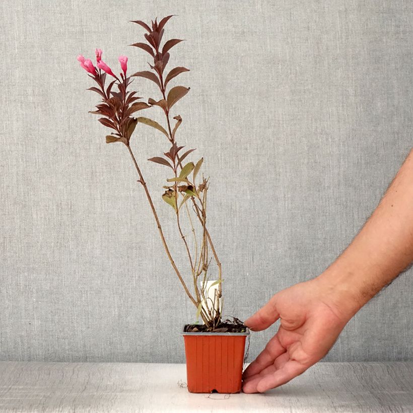 Example of Weigela florida Victoria Kleine Töpfe von 8/9 cm as you get in ete