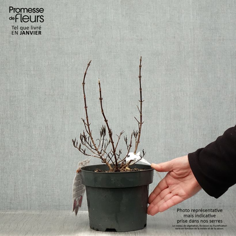 Exemplar von Weigela Vintage Love Topf mit 2L/3L wie im Winter geliefert