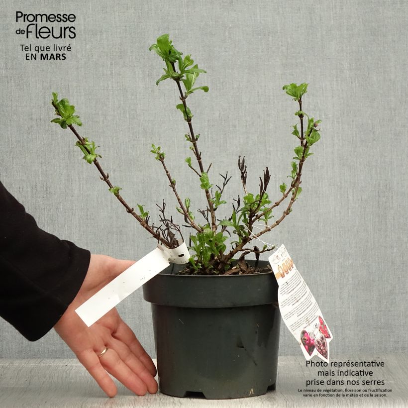 Exemplar von Weigela Vintage Love Topf mit 2L/3L wie im Frühjahr geliefert