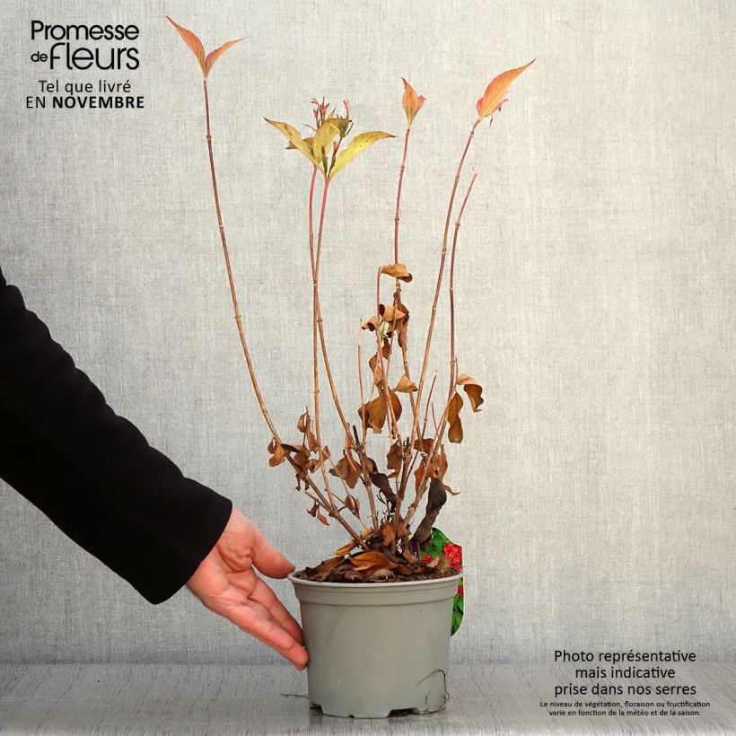 Example of Weigela Eva Rathke Topf mit 2L/3L as you get in automne