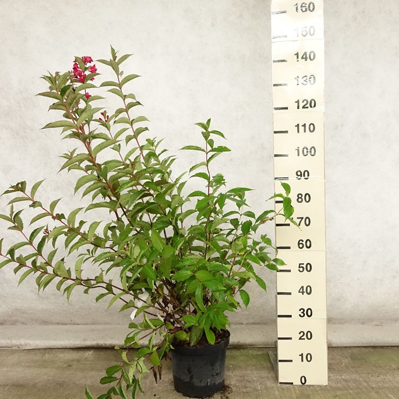Example of Weigela Red Prince Topf mit 7,5L/10L as you get in ete