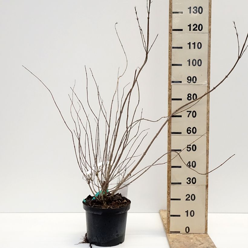 Exemplar von Weigela Red Prince Topf mit 7,5L/10L wie im Winter geliefert