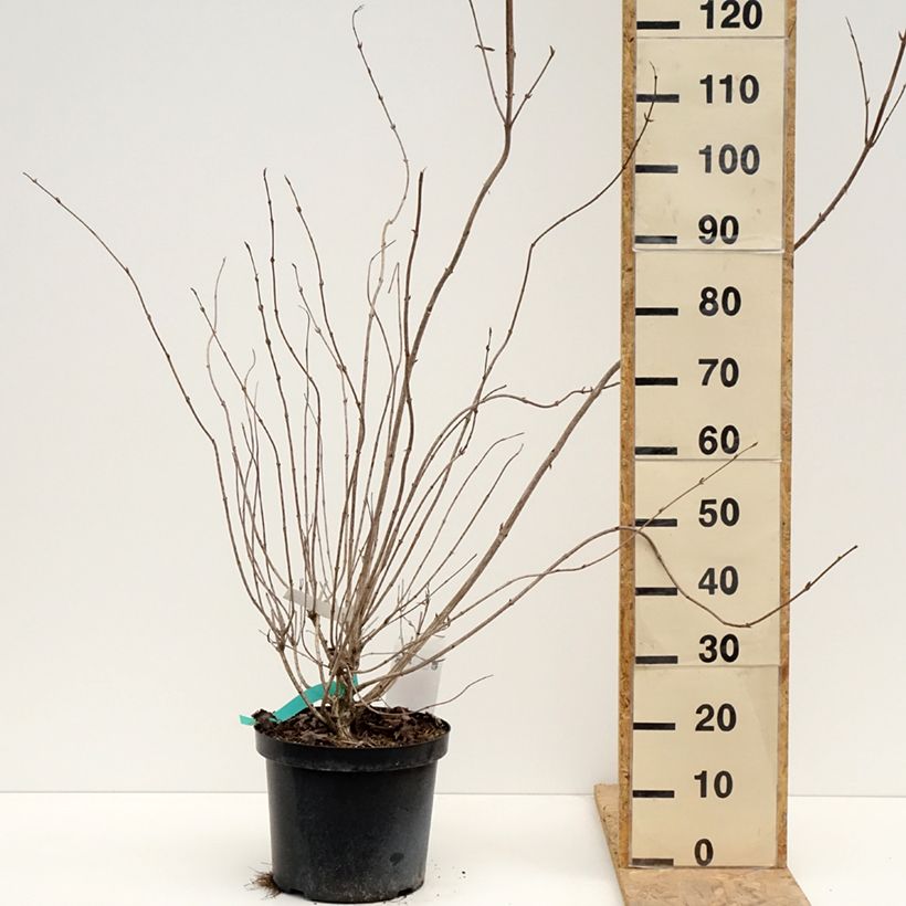 Exemplar von Weigela Red Prince Topf mit 7,5L/10L wie im Frühjahr geliefert