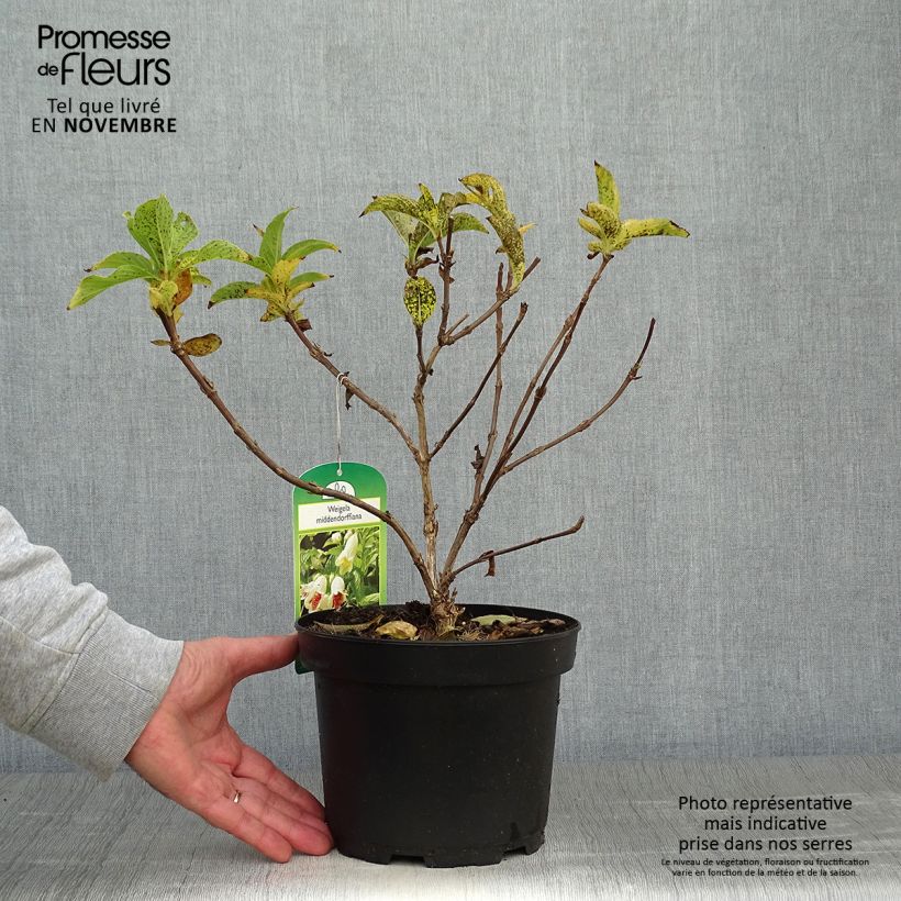 Example of Weigela middendorffiana - Middendorffs Weigelie Topf mit 3L/4L as you get in automne