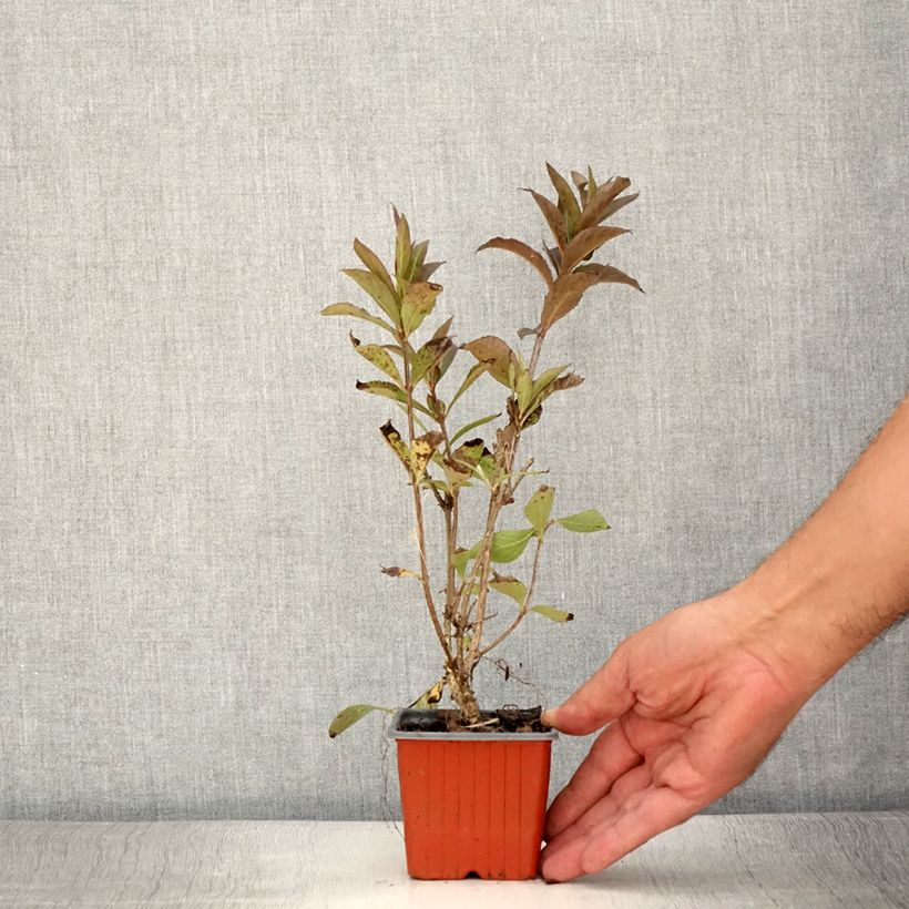 Example of Weigela Minuet Kleine Töpfe von 8/9 cm as you get in ete