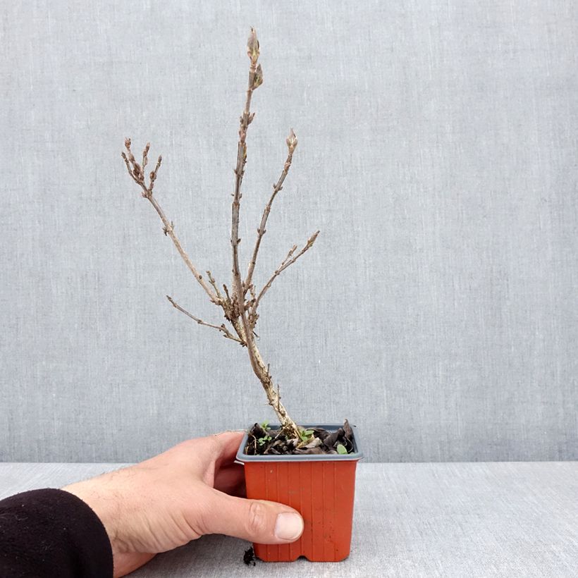 Exemplar von Weigela Minuet Kleine Töpfe von 8/9 cm wie im Frühjahr geliefert