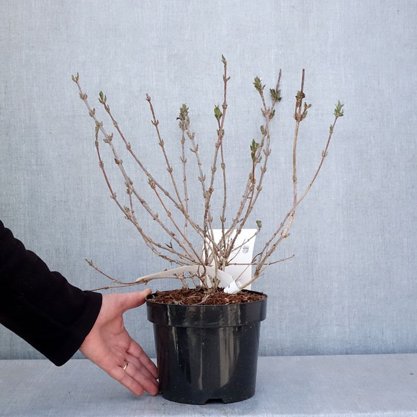 Exemplar von Weigela Minuet Topf mit 2L/3L wie im Frühjahr geliefert