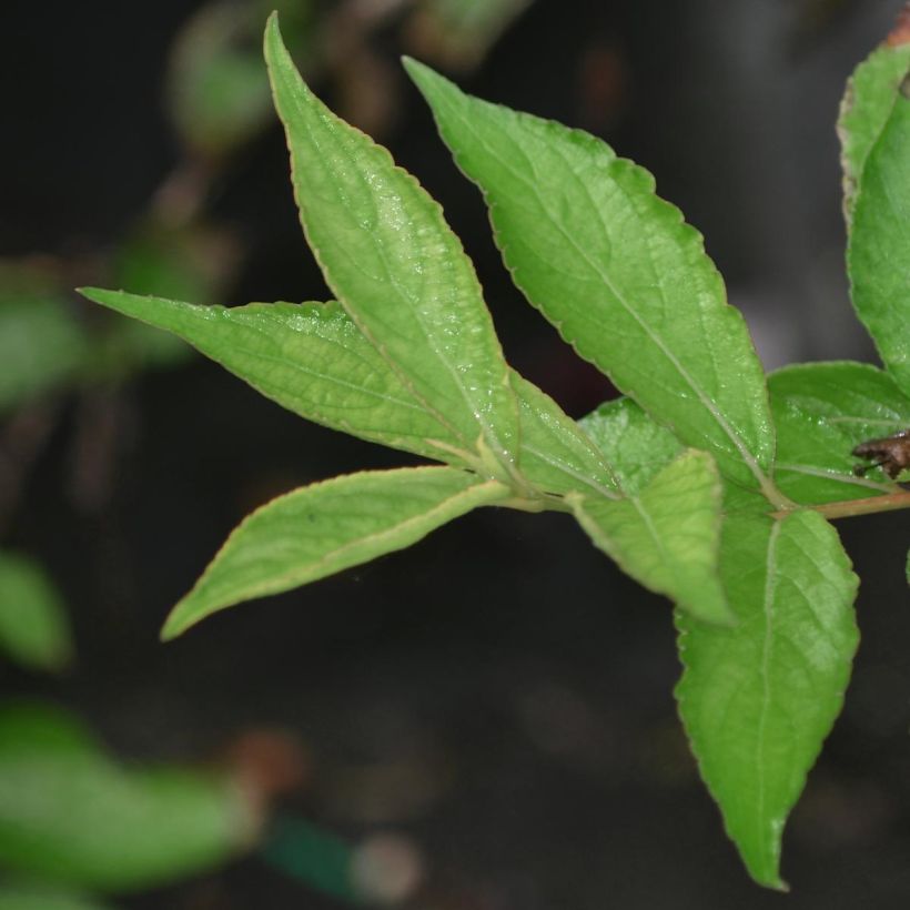 Weigela Nain rouge (Foliage)