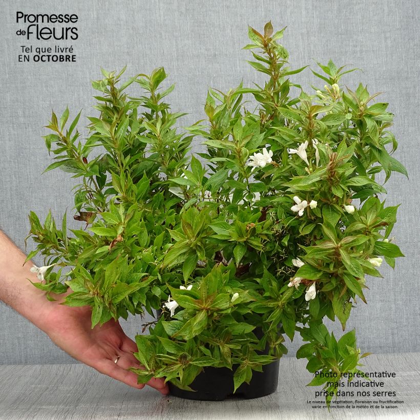 Example of Weigela Picobella Bianco Topf mit 3L/4L as you get in automne