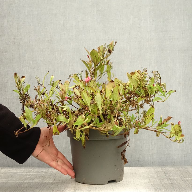 Example of Weigela Picobella Rosso Topf mit 2L/3L as you get in automne