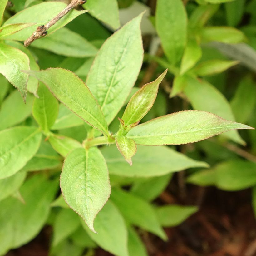 Weigela Picobella Rosso (Foliage)