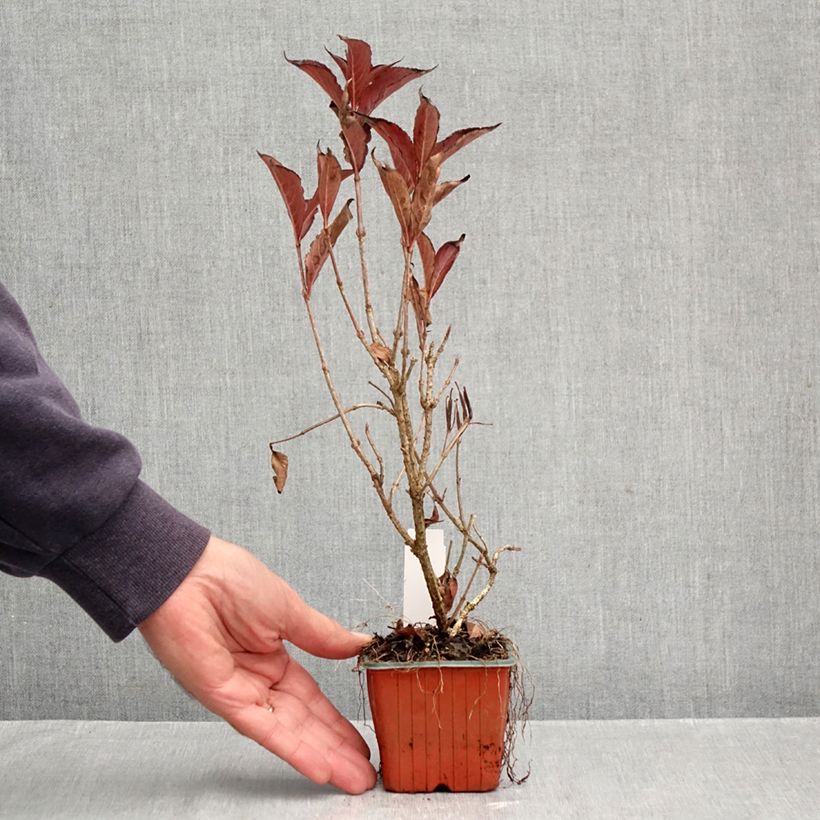 Exemplar von Weigela Rumba Kleine Töpfe von 8/9 cm wie im Herbst geliefert