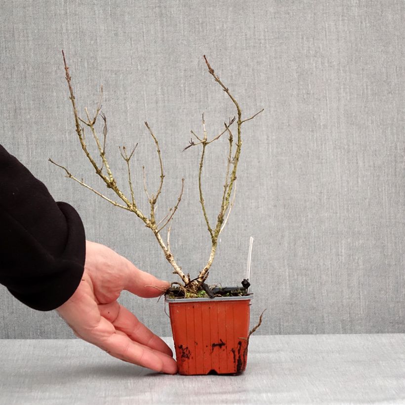Example of Weigela Rumba Kleine Töpfe von 8/9 cm as you get in hiver