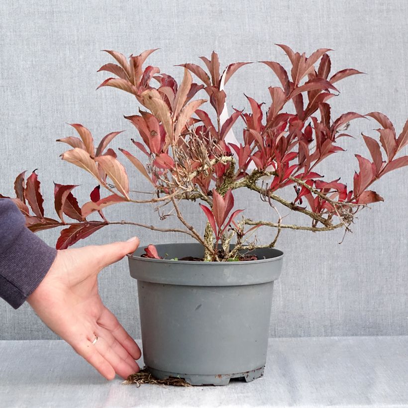 Exemplar von Weigela Rumba Topf mit 3L/4L wie im Herbst geliefert