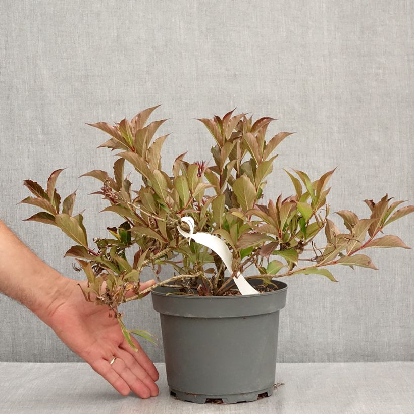 Example of Weigela Rumba Topf mit 3L/4L as you get in ete