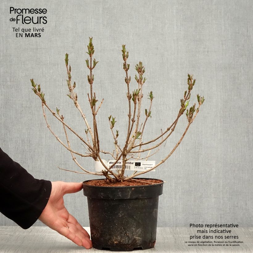 Exemplar von Weigela Rumba Topf mit 3L/4L wie im Frühjahr geliefert