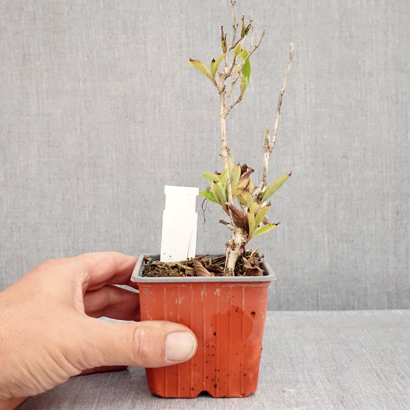 Exemplar von Weigela Snowflake Kleine Töpfe von 8/9 cm wie im Herbst geliefert