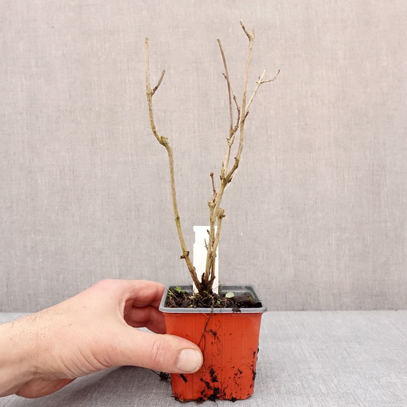 Example of Weigela Snowflake Kleine Töpfe von 8/9 cm as you get in hiver