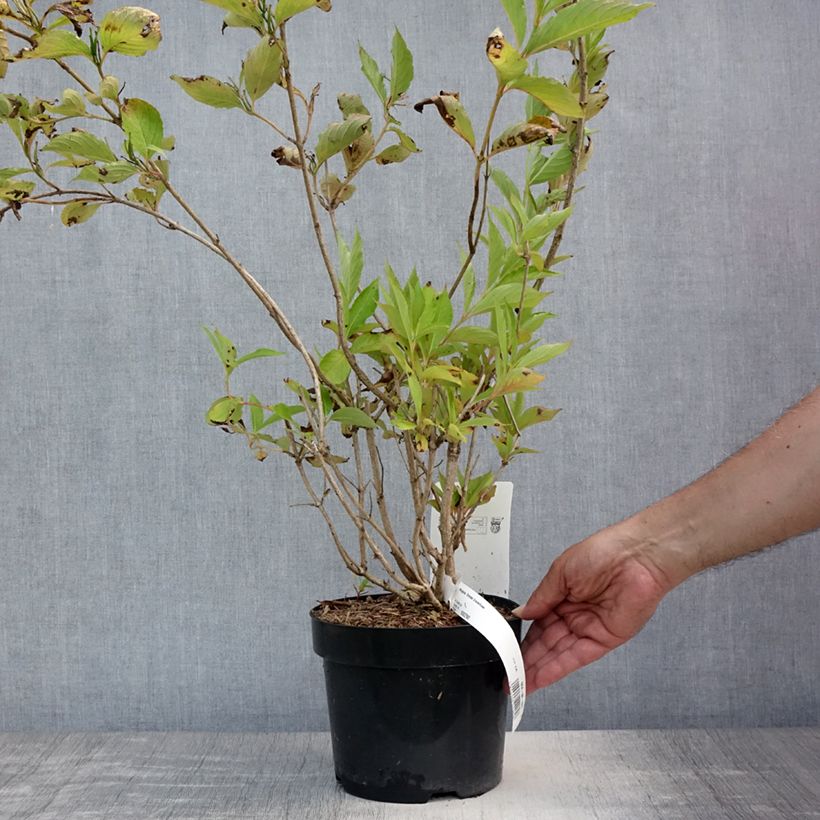 Exemplar von Weigela Snowflake Topf mit 3L/4L wie im Sommer geliefert